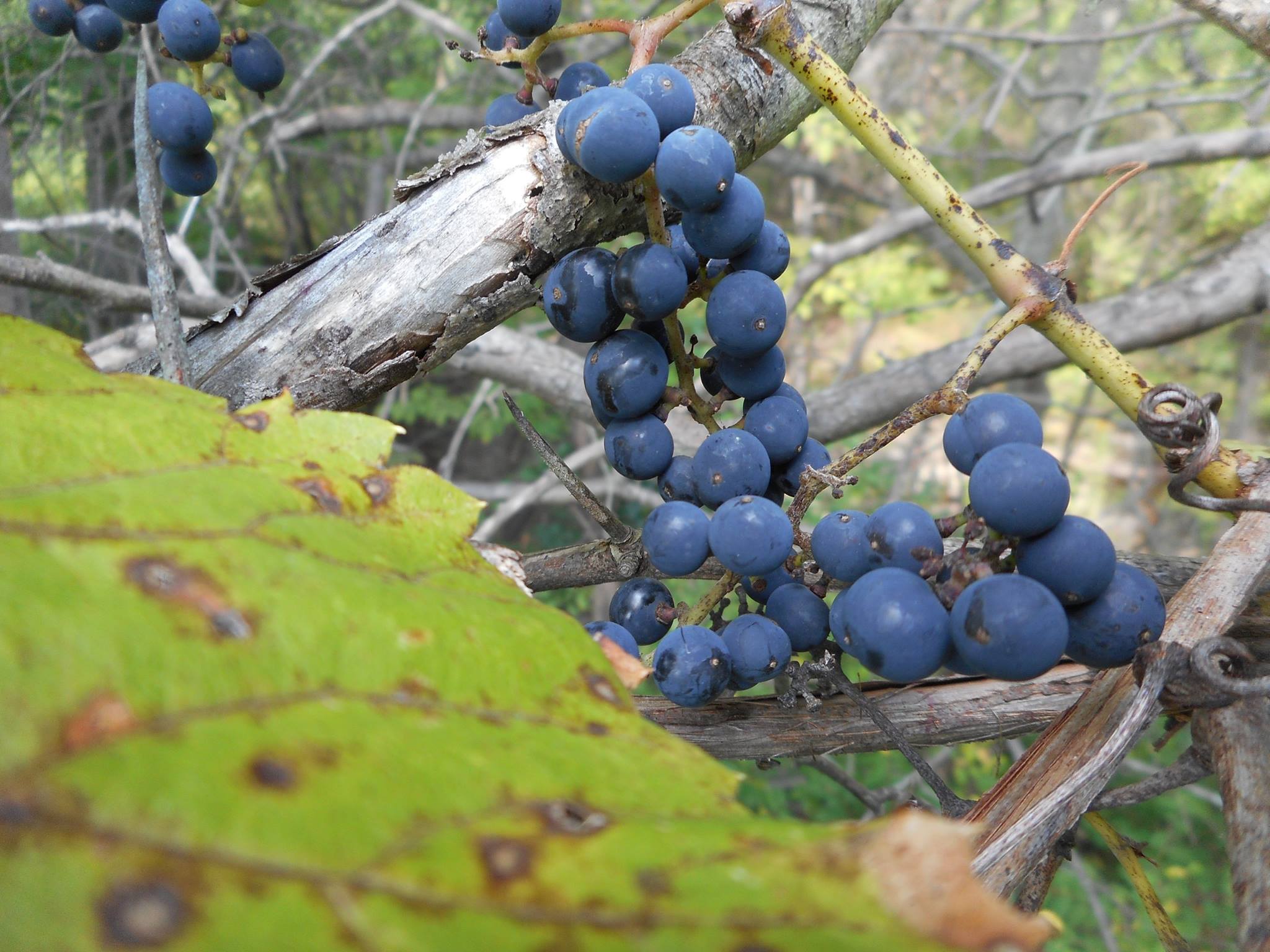 wild grape vine tom clausen