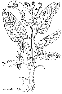 Horseradish