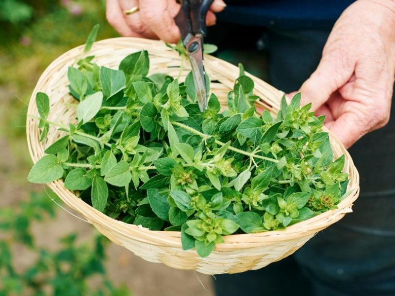 Oregano thần dược trong giới ẩm thực, tăng cường sức đề kháng mùa Covid