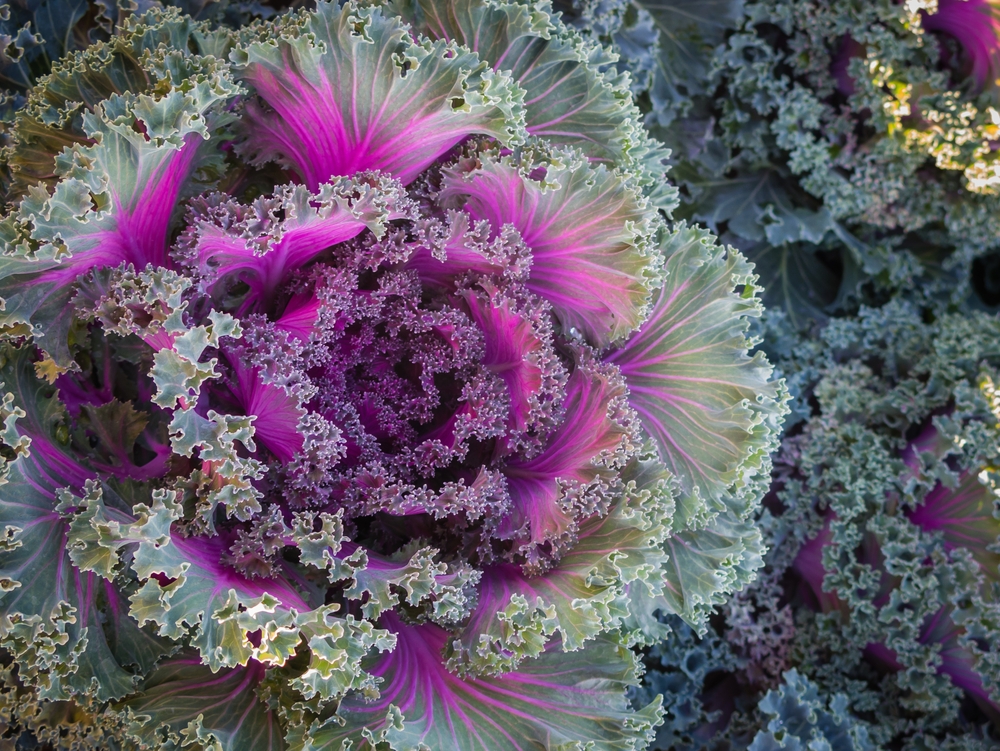 Using Fall Annuals for Great Landscape Color Tomlinson Bomberger