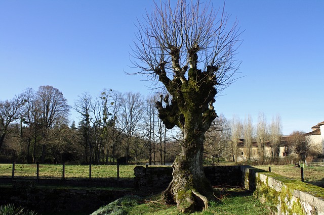 The Good, the Bad, and the Ugly…Tree Tomlinson Bomberger