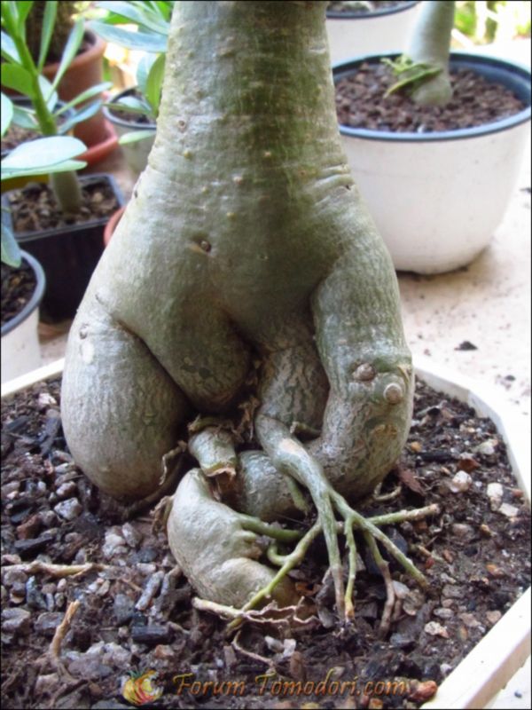 Adenium obesum (Rose du désert ou faux baobab) Les Fleurs, Arbres et