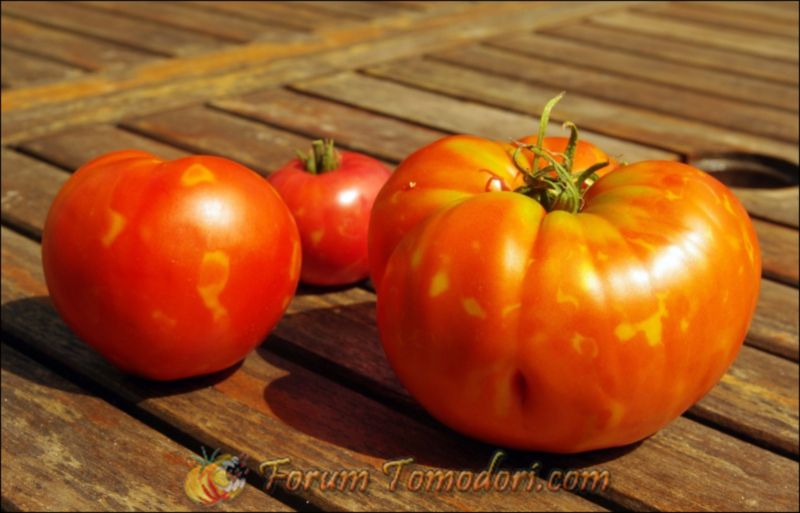 taches sur les tomates Gros problèmes et petits soucis des Tomates