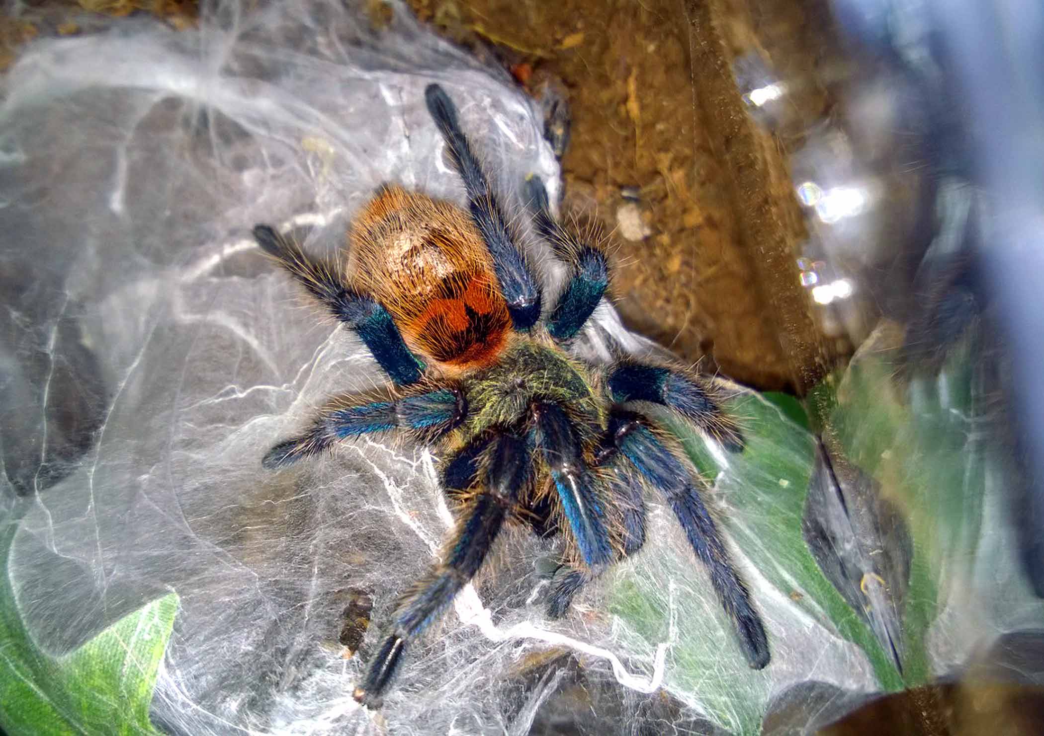 Chromatopelma cyaneopubescens (Green BottleBlue, GBB Tarantula) 1/2