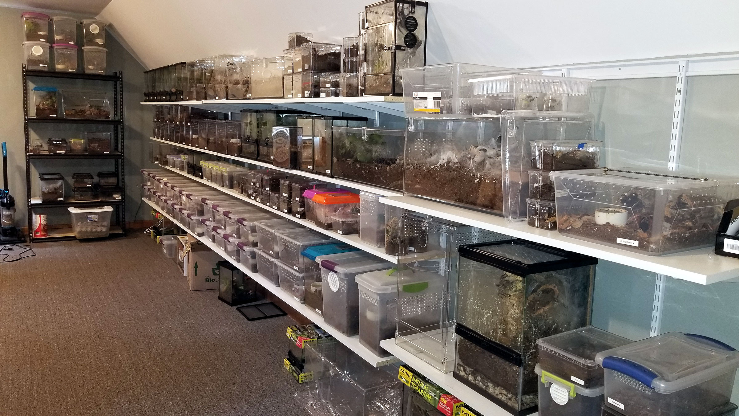 Tarantulas As Pets The Good, Bad, and the Misunderstood Tom's Big