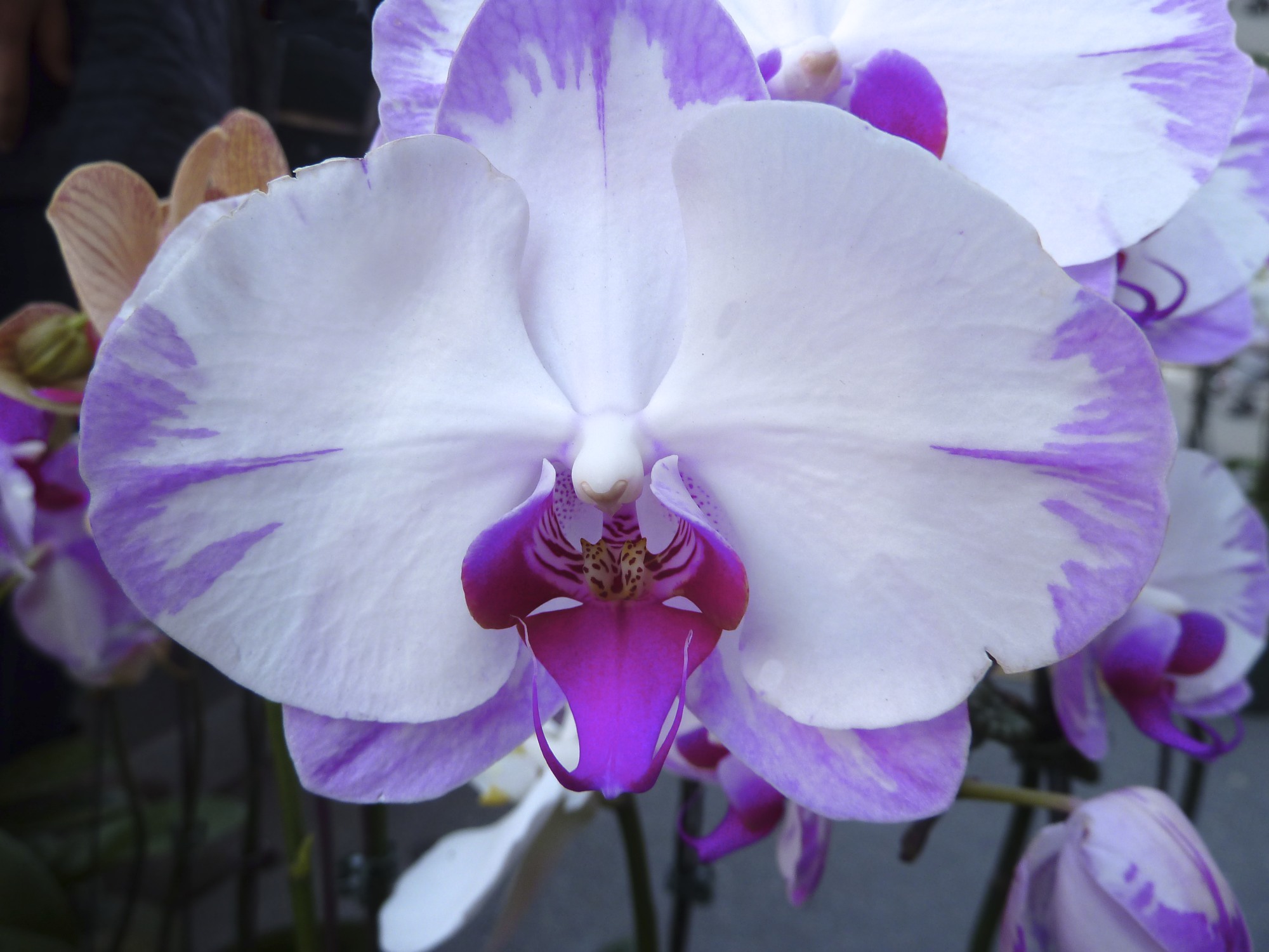Bronx Botanical Garden Gift Shop Tom's Eye View Blog