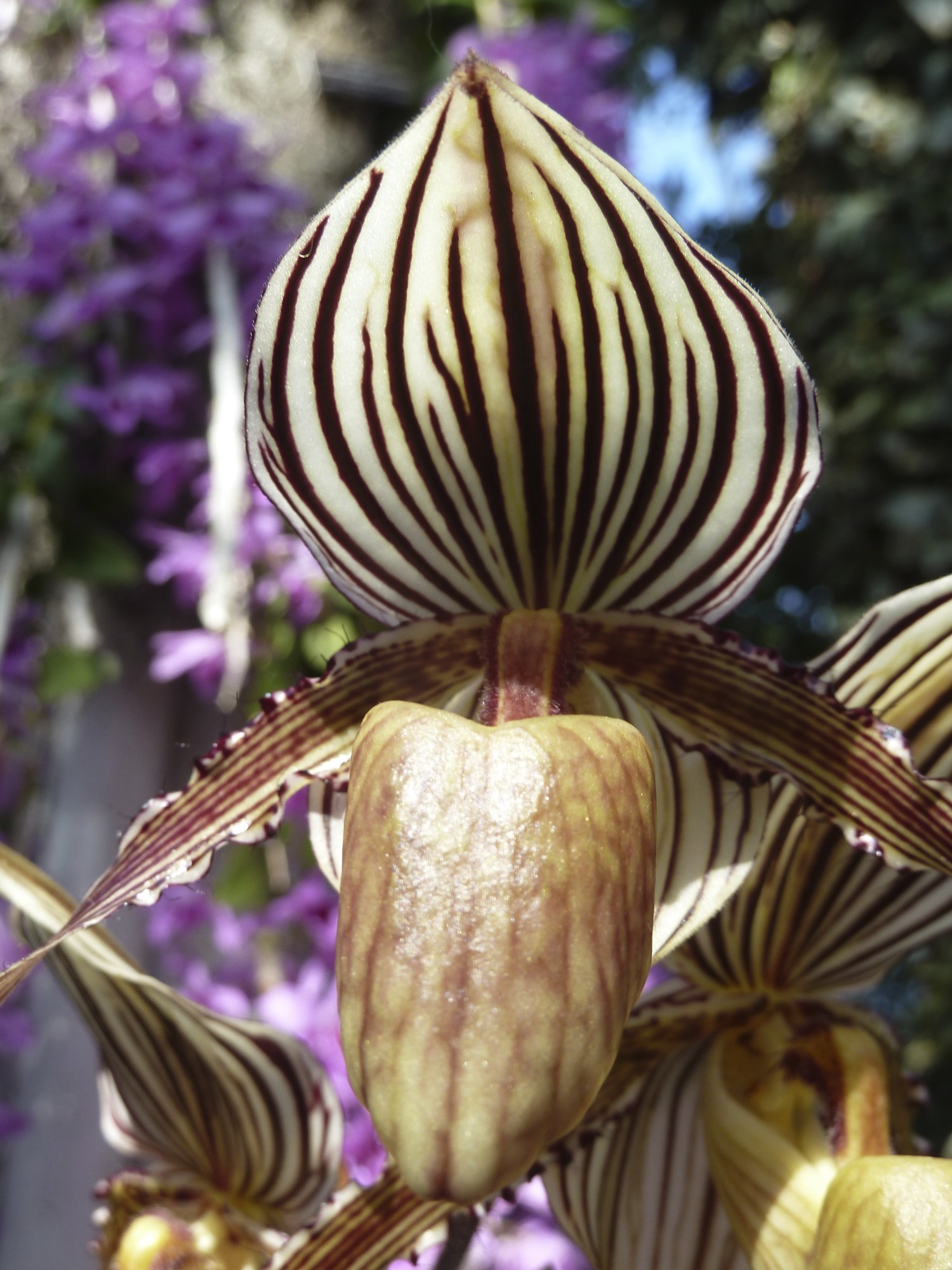 Bronx Botanical Garden Gift Shop Tom's Eye View Blog