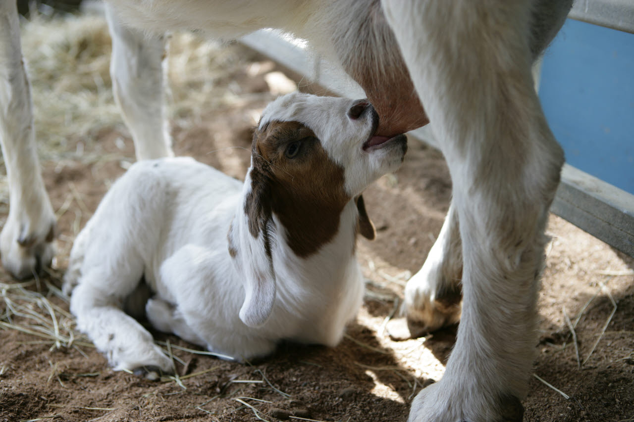 Domesticated Goat Image Gallery