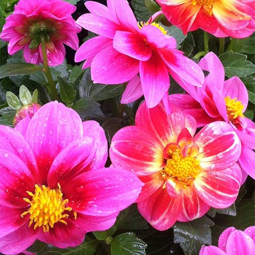 Spring plants, flowers, hanging baskets, vegetable plants at Tom Strain