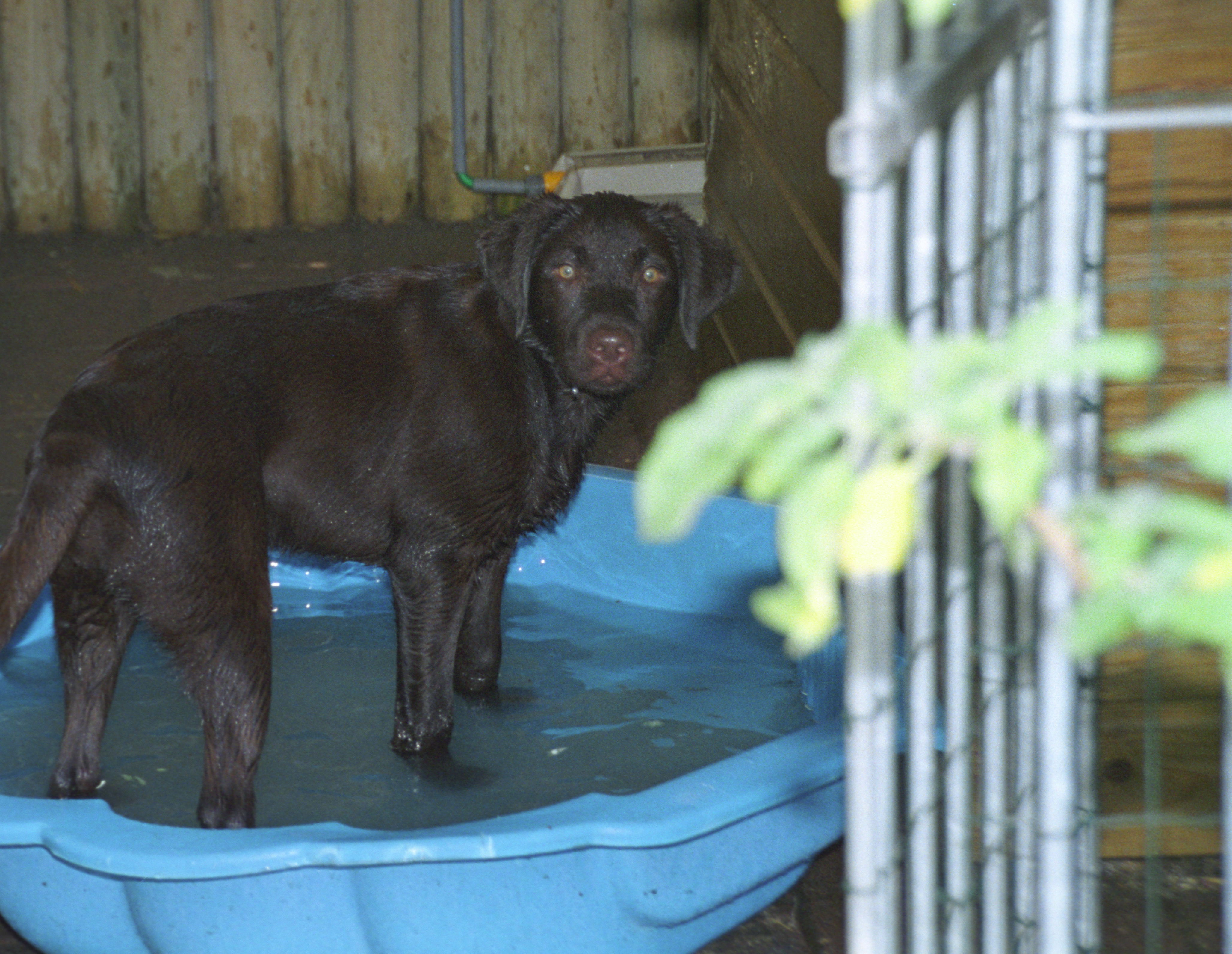 Pippi Lotta 2000042020 20151214 Tomtebolyckans kennel