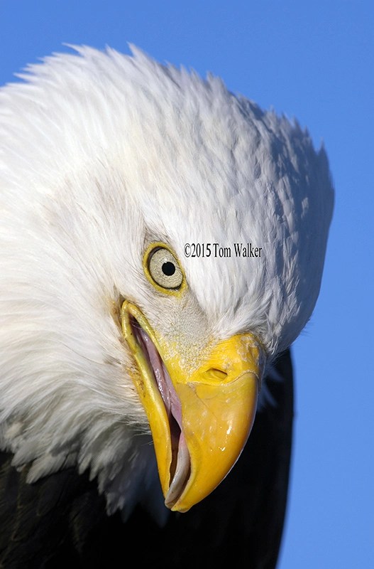 Bald Eagle Portrait Photo Tom Walker Photographer
