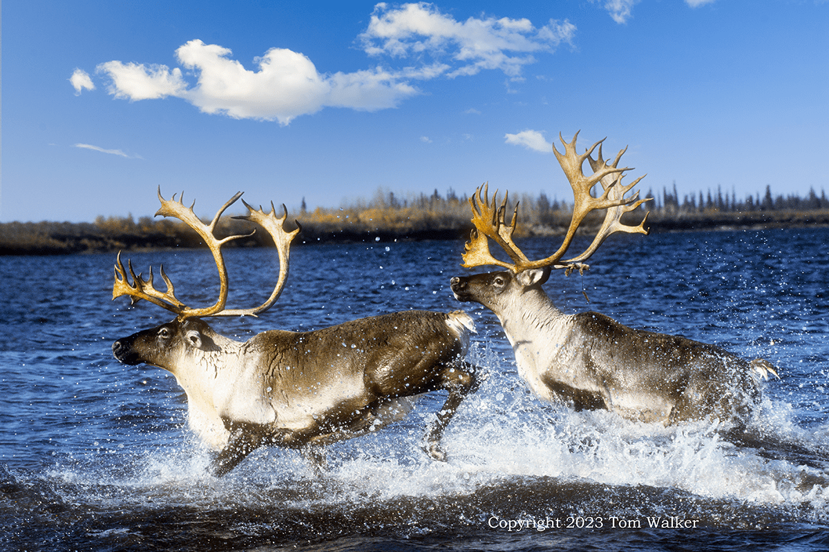 Bull Caribou Crossing Autumn River Photo Tom Walker Photographer