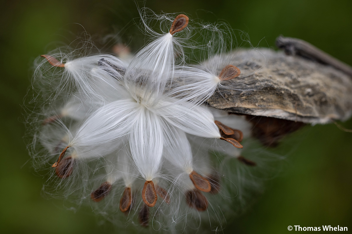 Nature Diary Notes from the field, essays, and observations. Page 7