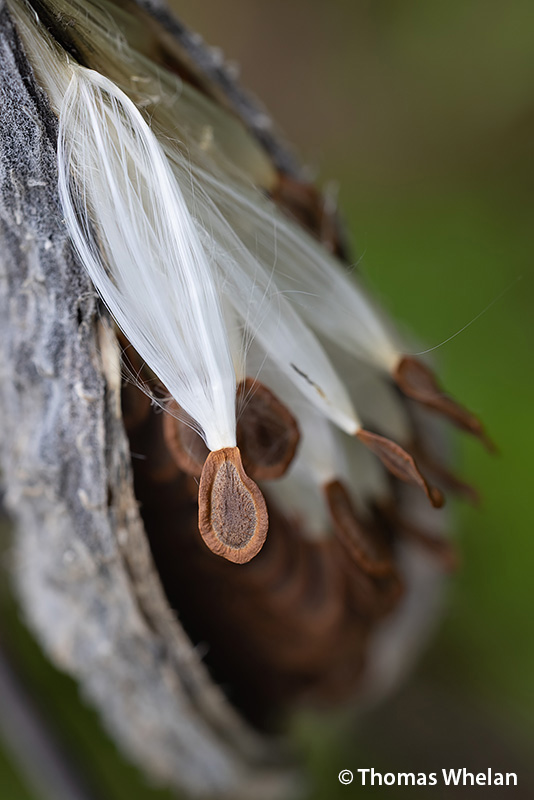 Nature Diary Notes from the field, essays, and observations. Page 7