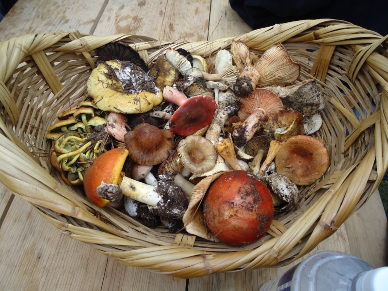 Mexico’s Magical Mushroom Tour at the Feria Regional de Hongos