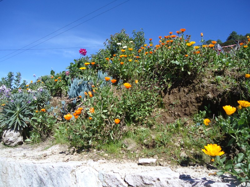 Mexico’s Magical Mushroom Tour at the Feria Regional de Hongos