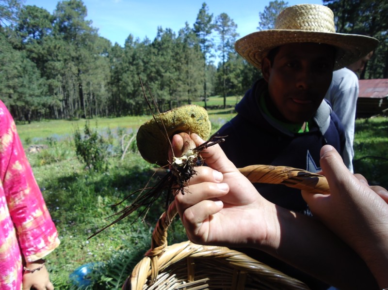 Mexico’s Magical Mushroom Tour at the Feria Regional de Hongos