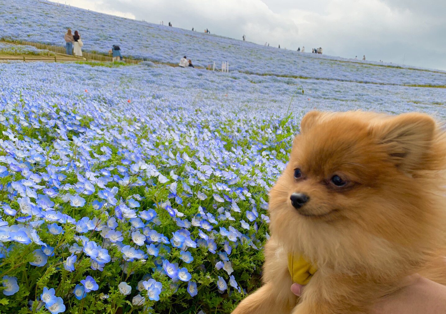 茨城県・国営ひたち海浜公園（ペット可）情報｜Leoの大冒険〜ワンちゃんと行ける場所紹介〜
