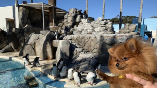 茨城県・国営ひたち海浜公園（ペット可）情報｜Leoの大冒険〜ワンちゃんと行ける場所紹介〜