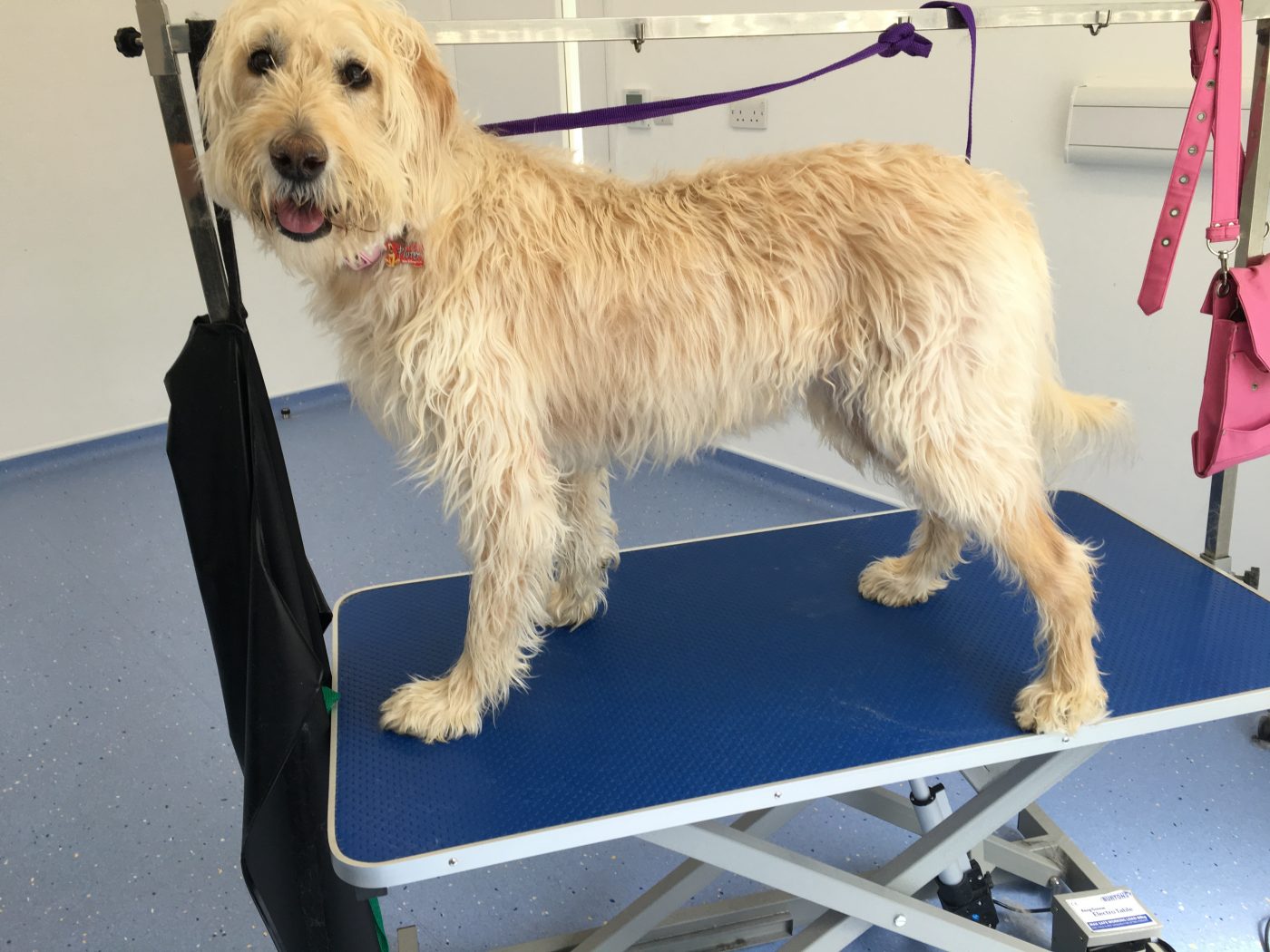 Full grooming service Tonbridge Vets