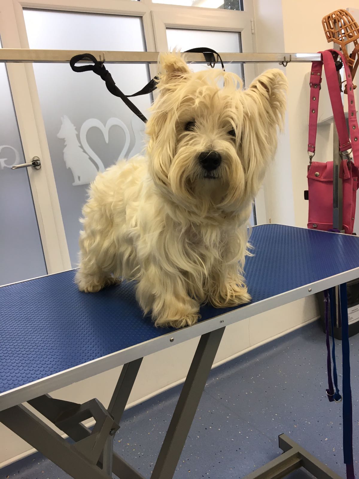 Full grooming service Tonbridge Vets