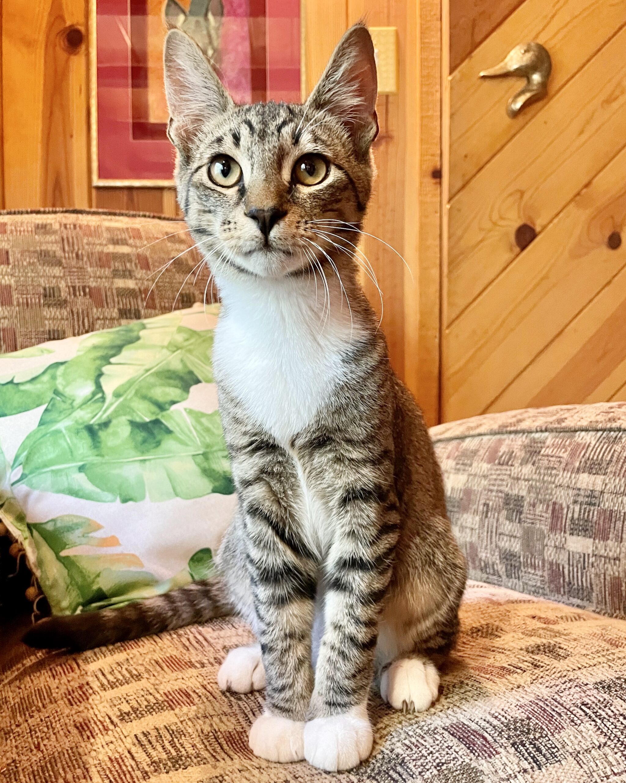 Cornelius (bonded to Candy Corn) Toni's Kitty Rescue