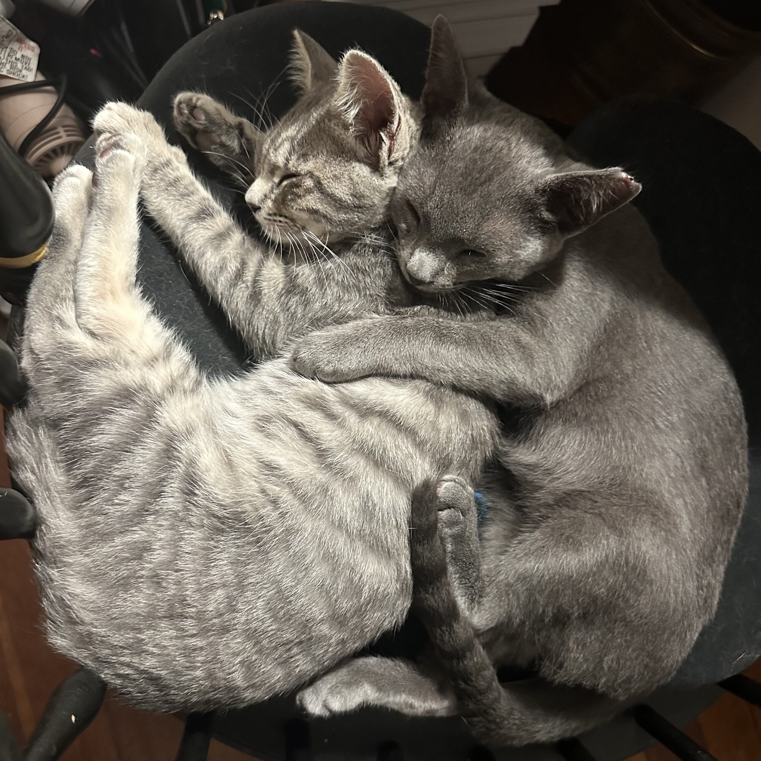 Belle adoption pending! Toni's Kitty Rescue