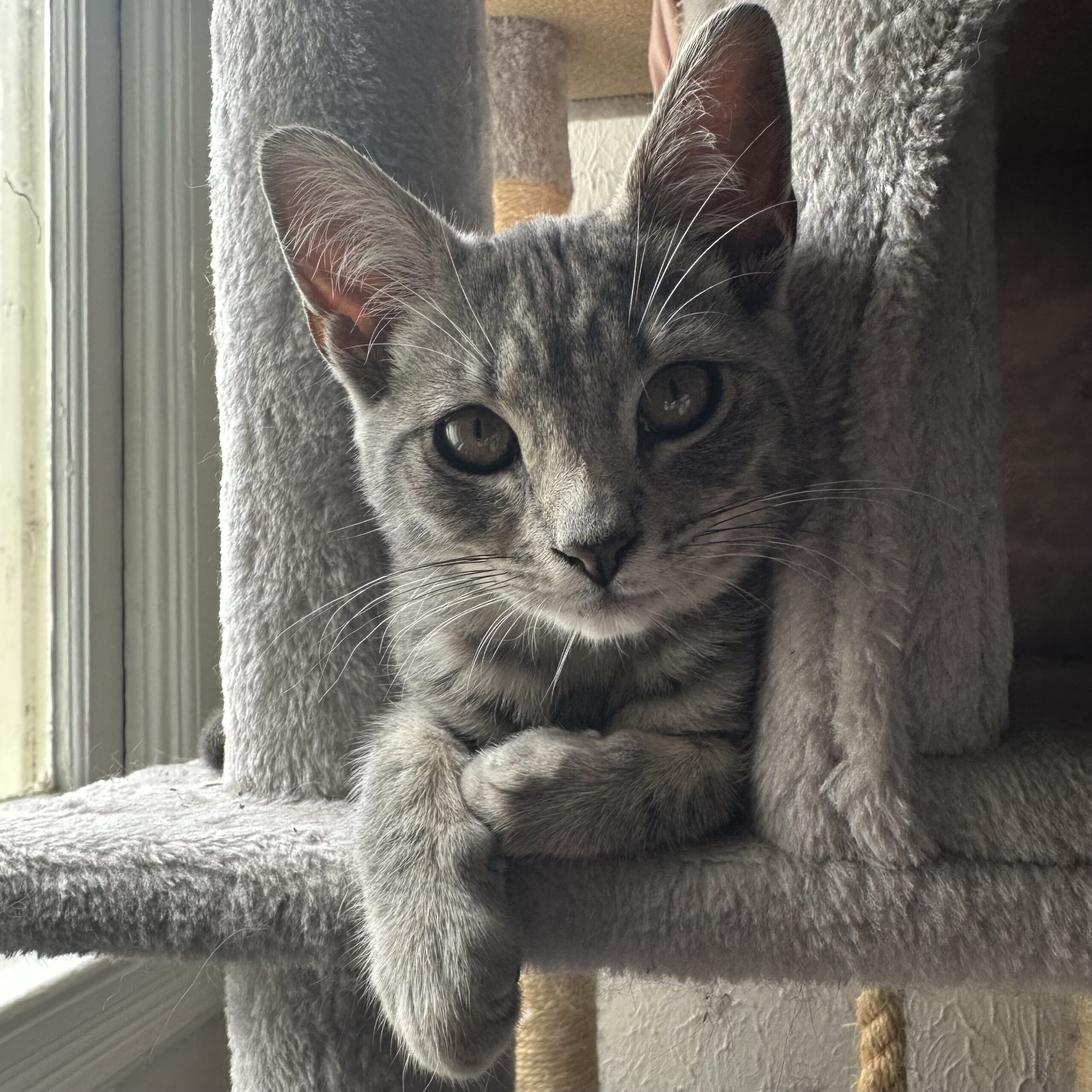 Belle adoption pending! Toni's Kitty Rescue