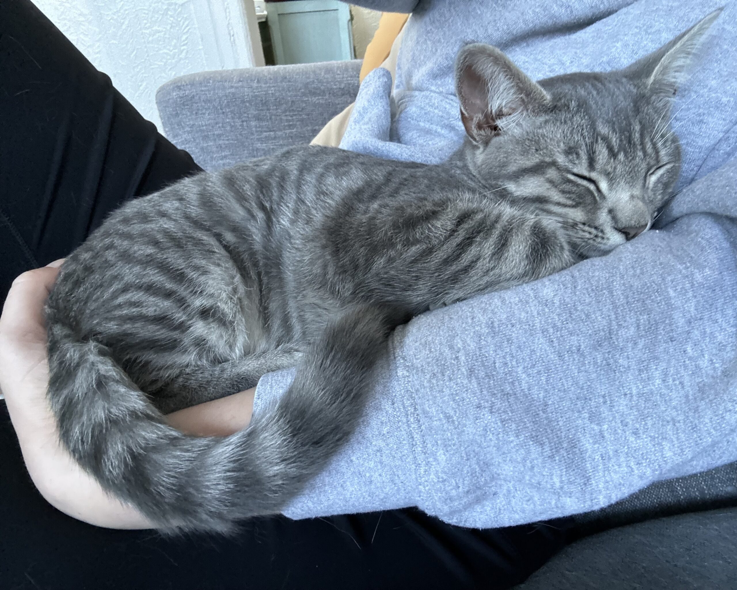 Belle adoption pending! Toni's Kitty Rescue