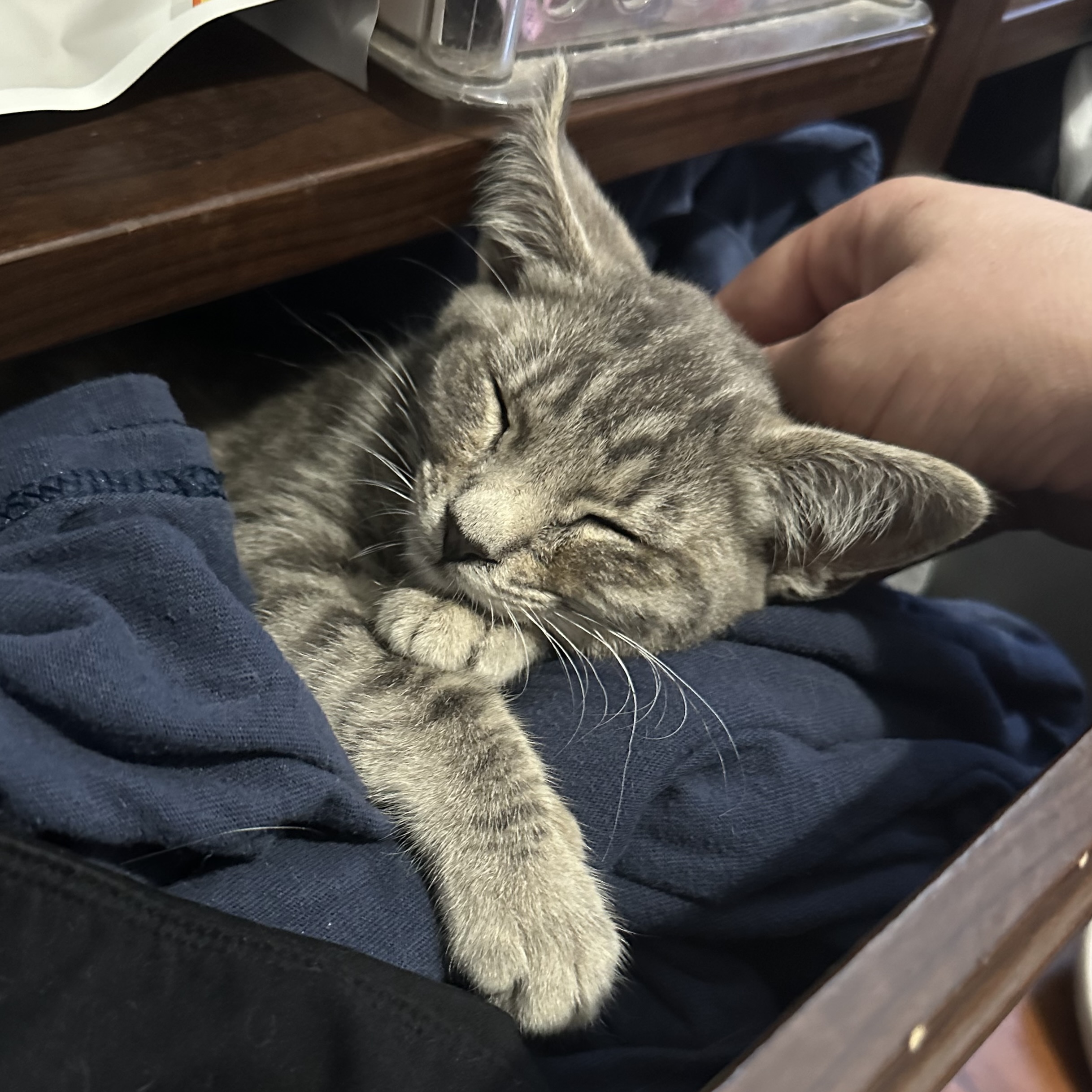 Belle adoption pending! Toni's Kitty Rescue