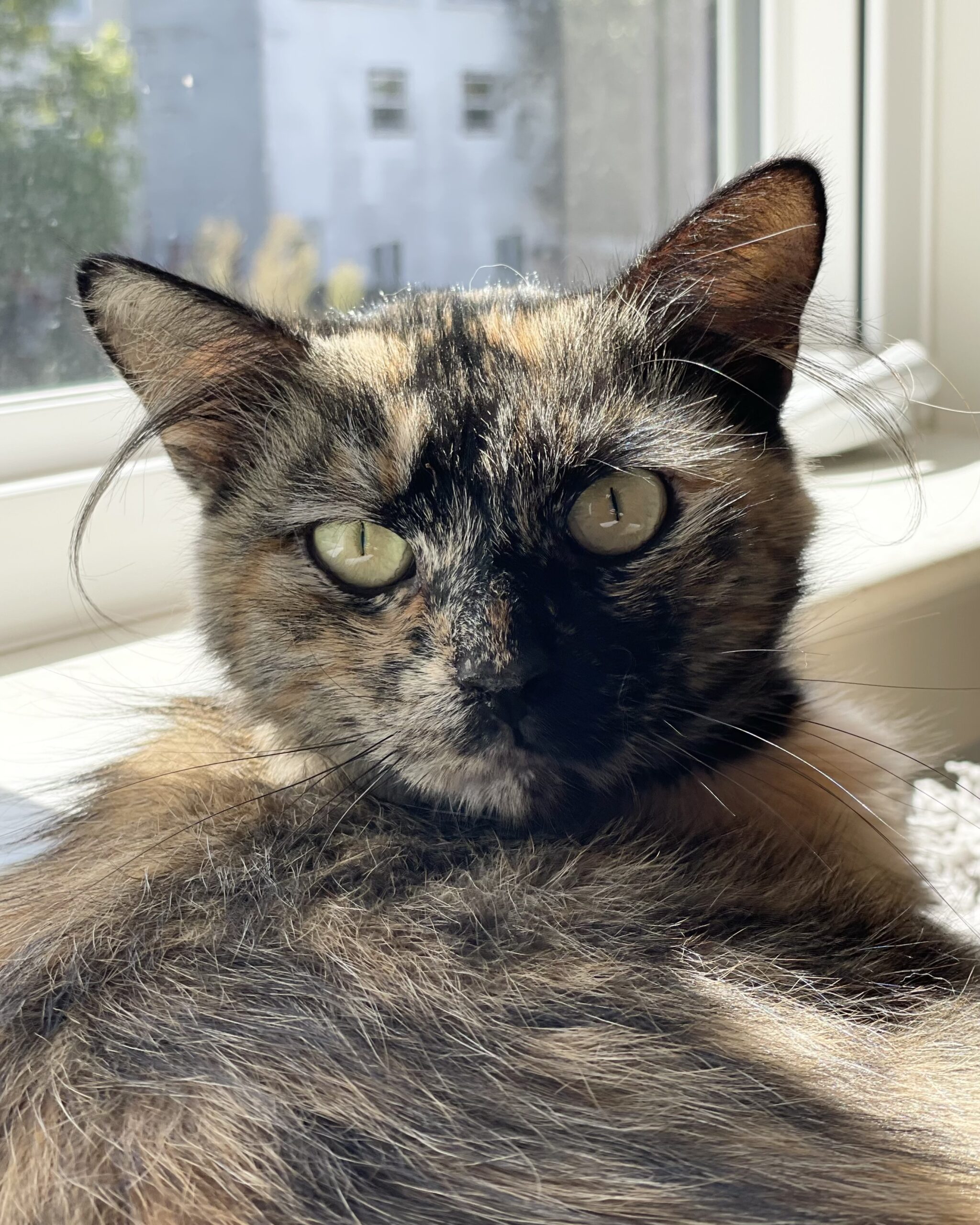 Phoebe Fluffay transfered Toni's Kitty Rescue