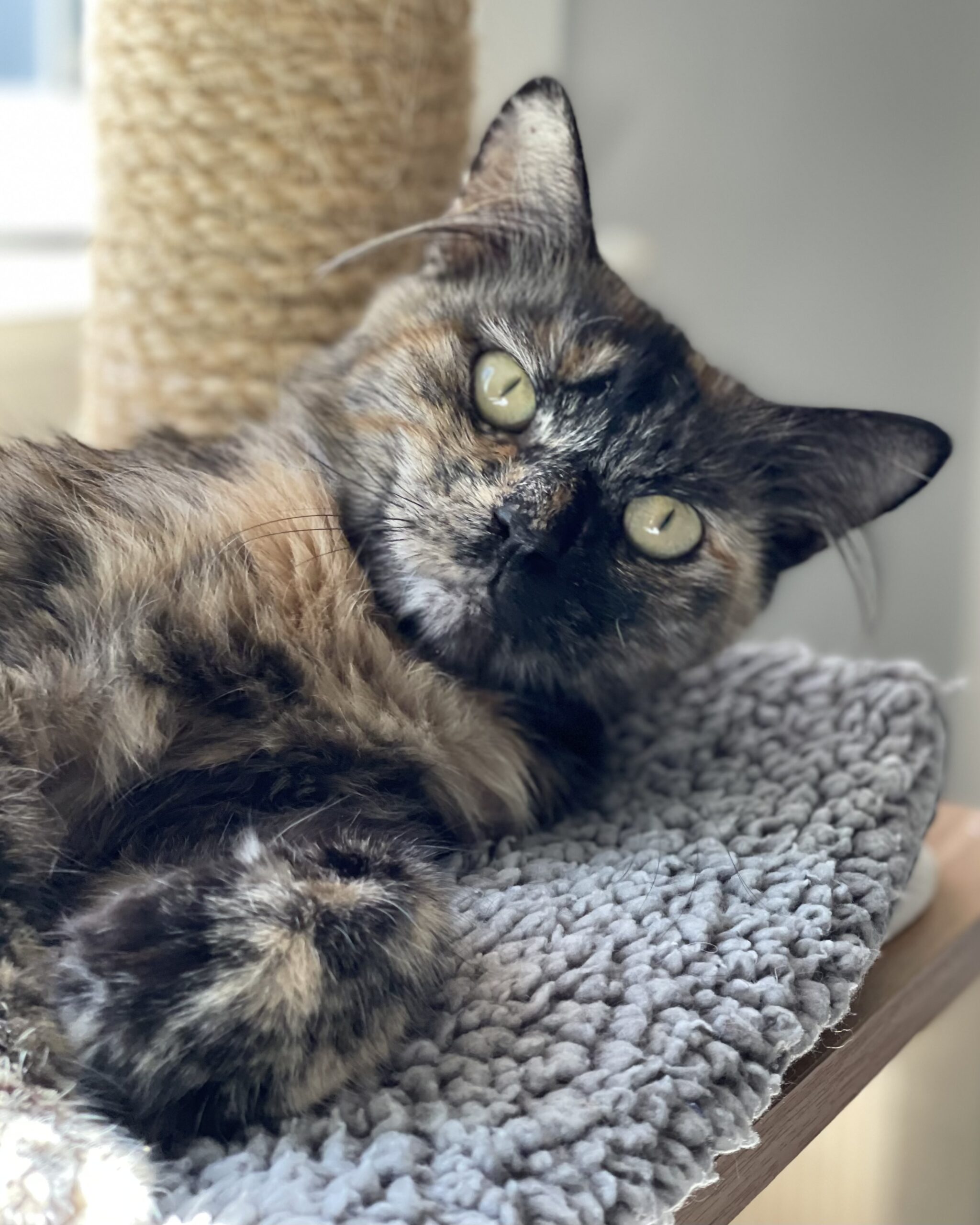 Phoebe Fluffay transfered Toni's Kitty Rescue