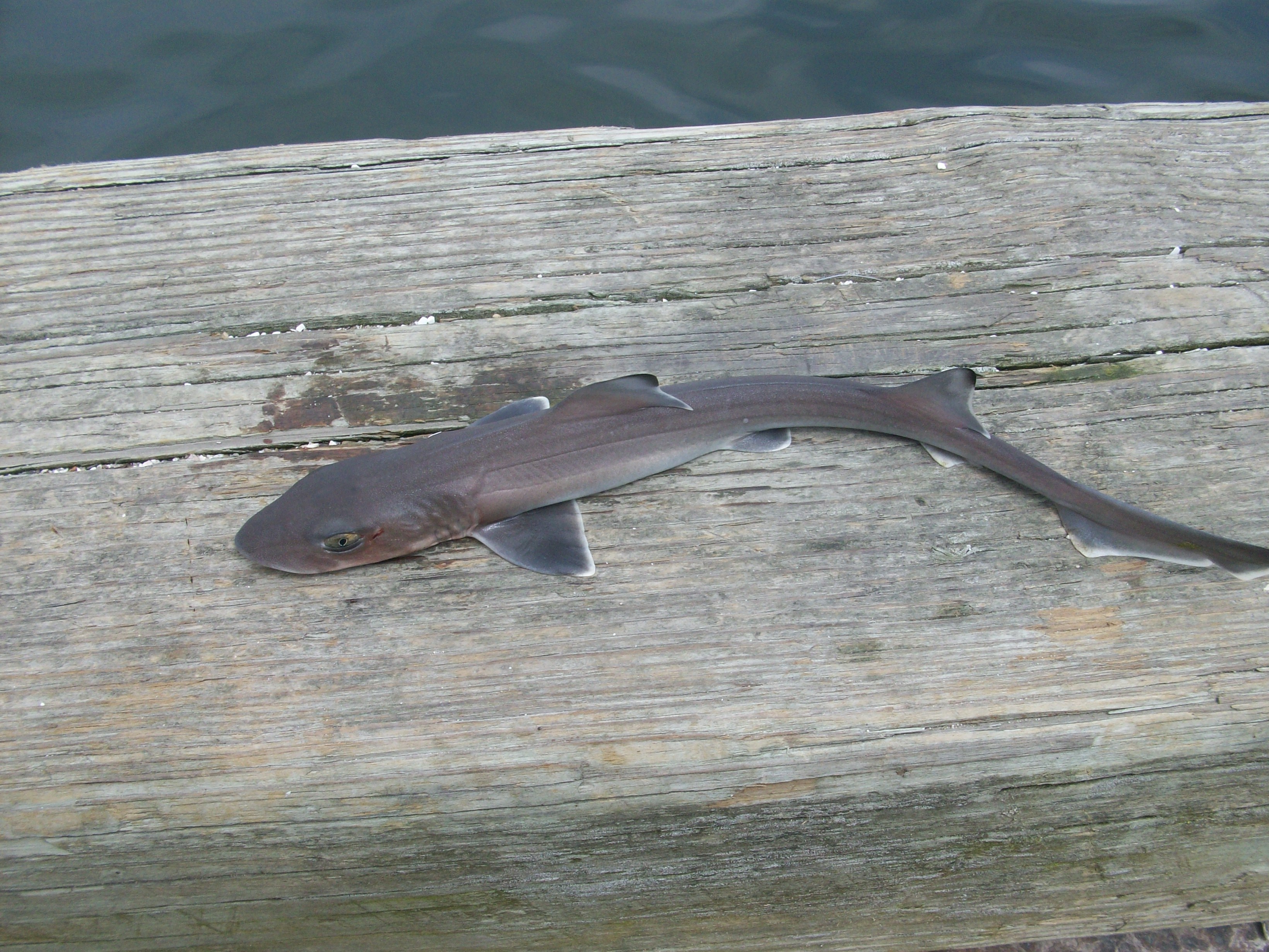 23 Bizarre And Weird Facts About Dogfish Tons Of Facts