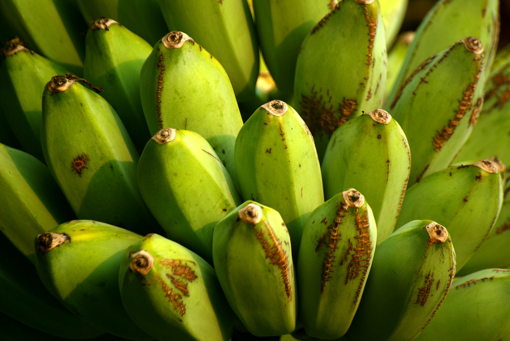 25 Fun And Interesting Facts About Plantains Tons Of Facts