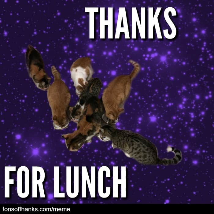 51 Nice Thank You Memes With Cats Tons of Thanks