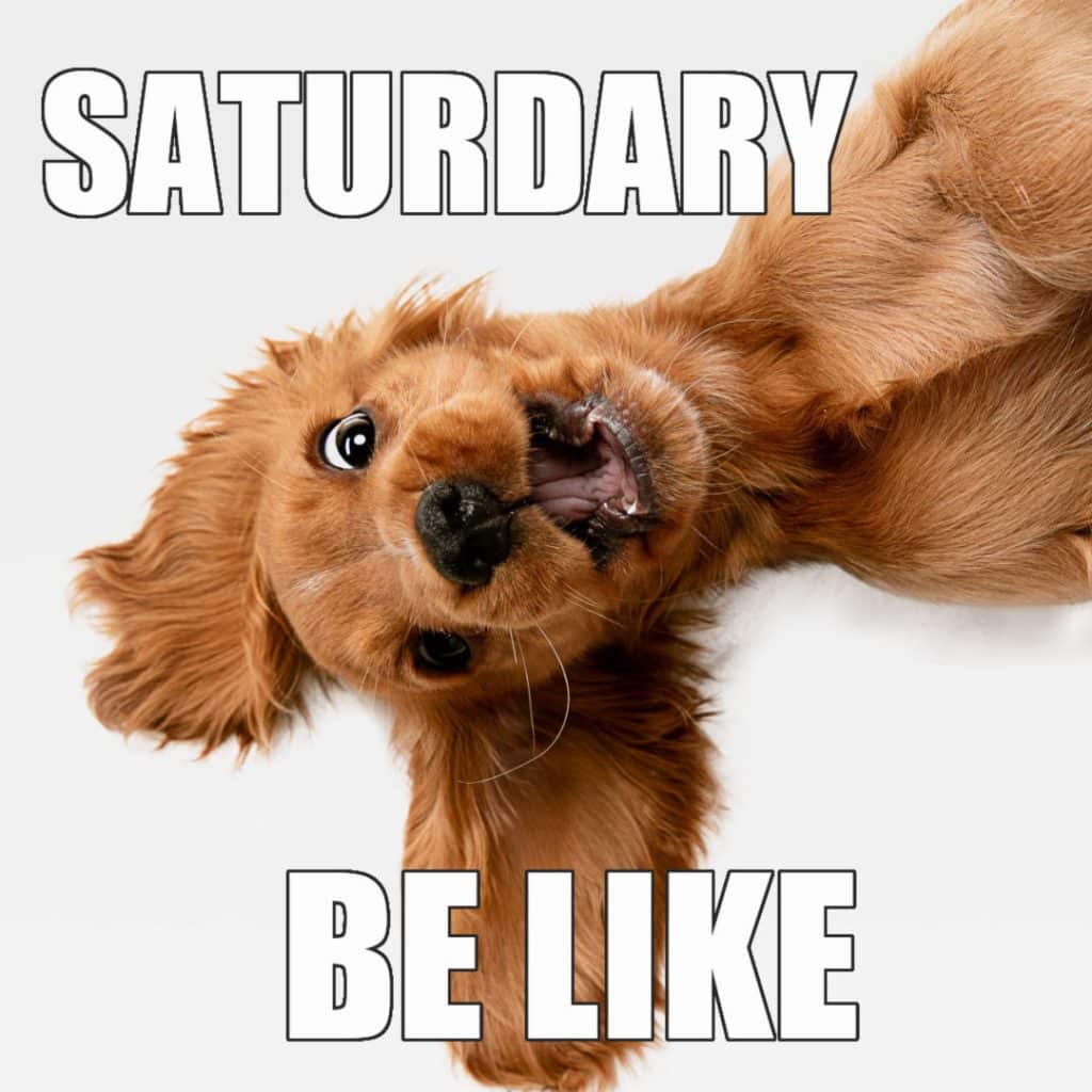 20 Funny Saturday Memes To Make You Smile or Giggle