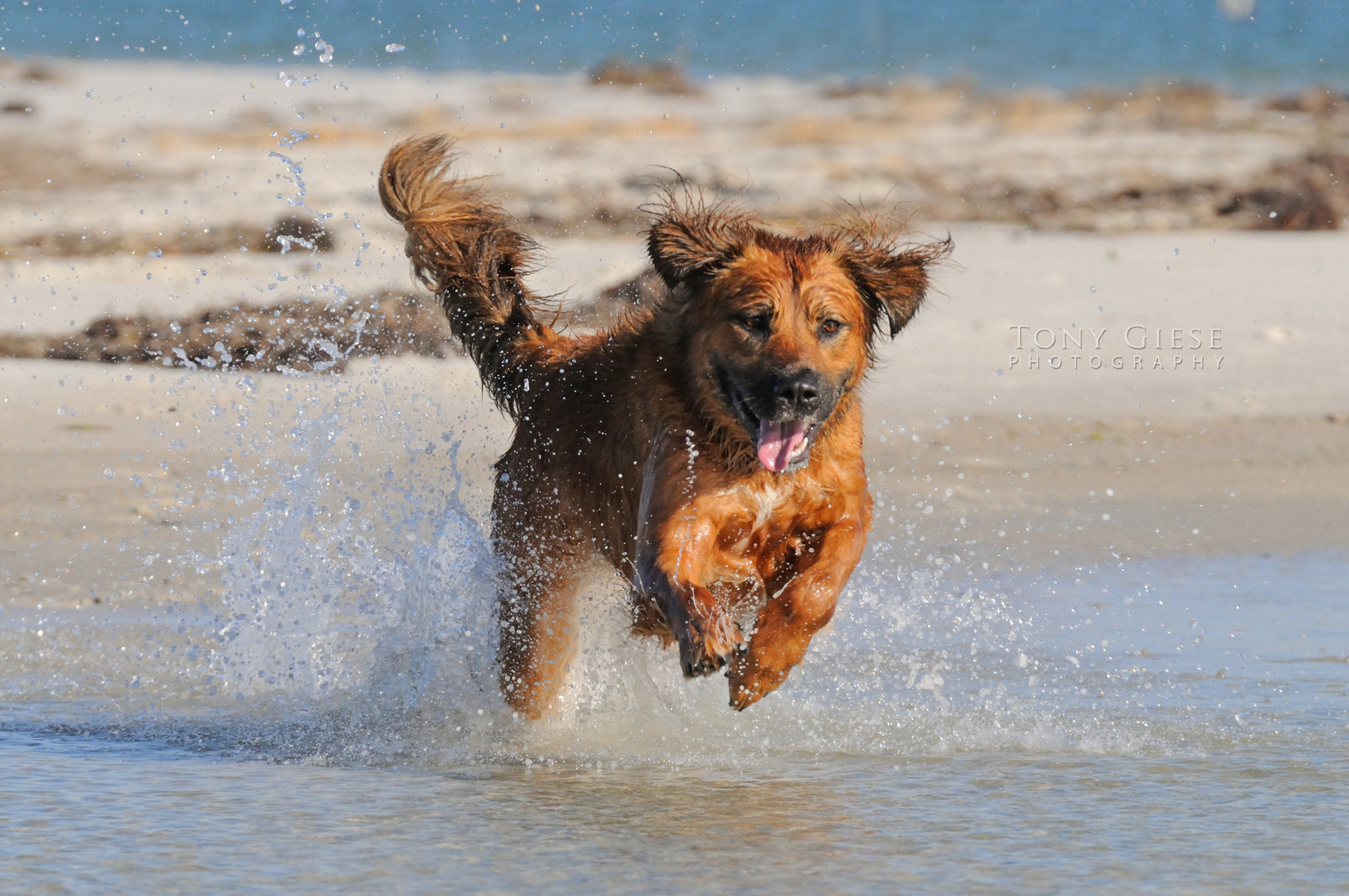Tony Giese Professional Photographer Daytona Beach, Florida