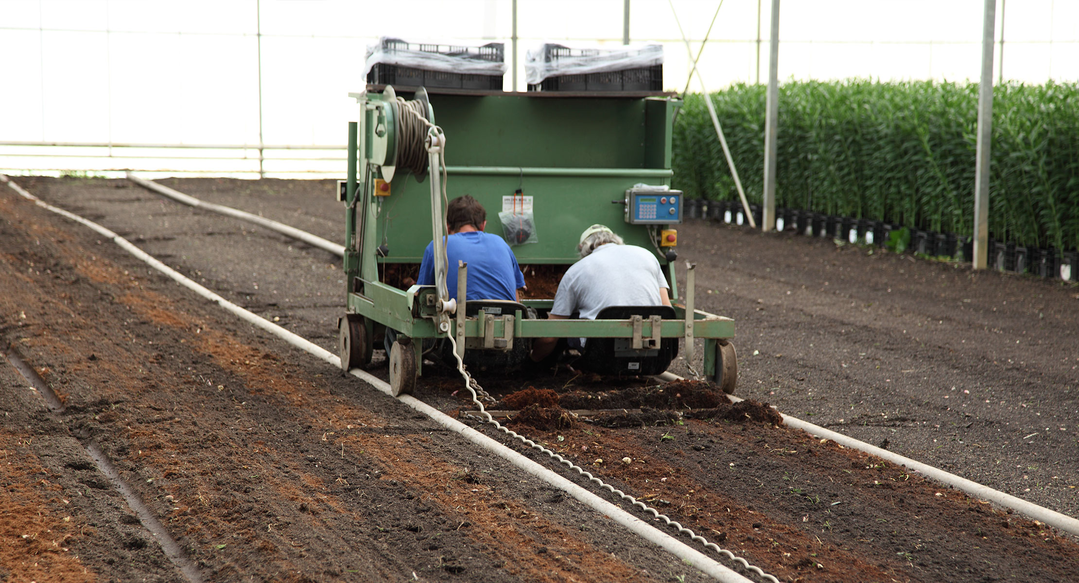 Tony's Flowers Farming Importing Wholesale Retail