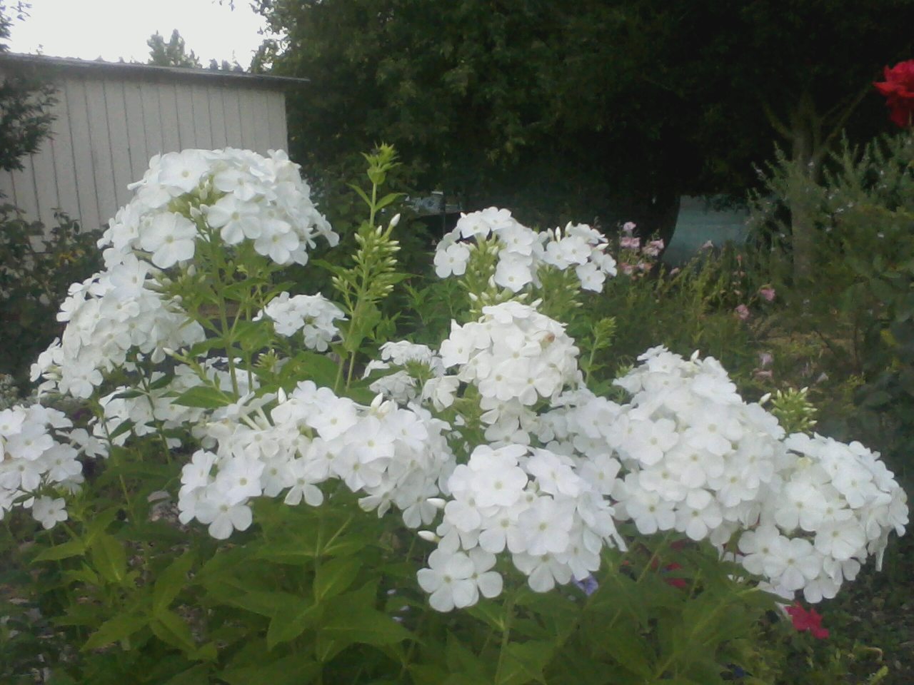 Garden Phlox Tony Tomeo