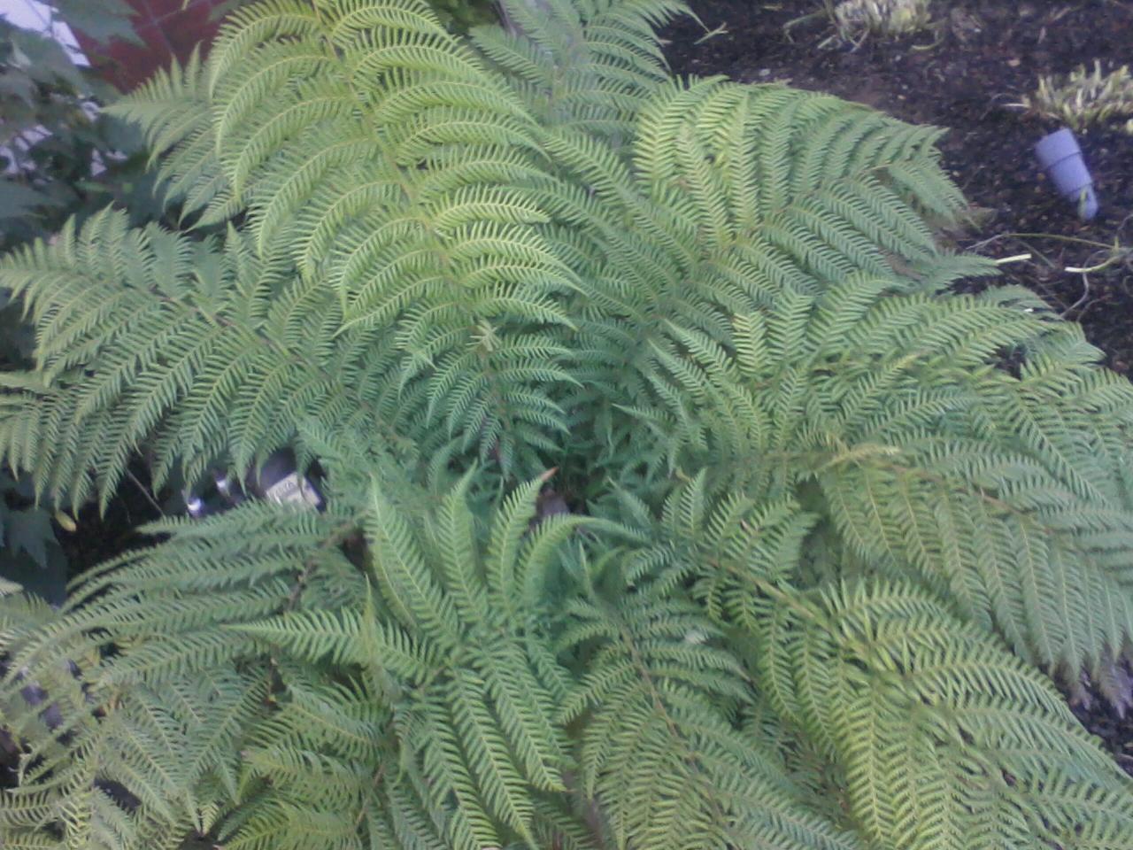 Tasmanian Tree Fern Tony Tomeo