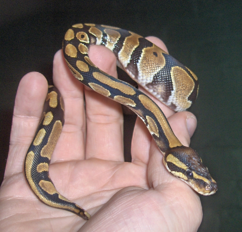 Pitón Bola Lo que buscabas para tu serpiente Página 2