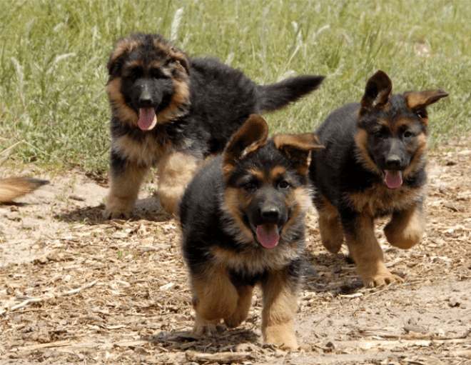 cute german shepherd puppies pictures