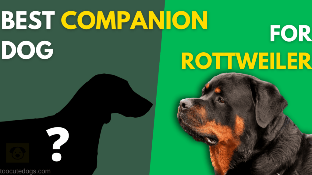 7+ Best Companion Dog For Rottweiler (Top Dog Breeds List)
