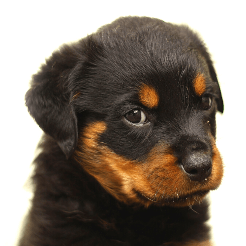 7+ Best Companion Dog For Rottweiler (Top Dog Breeds List)