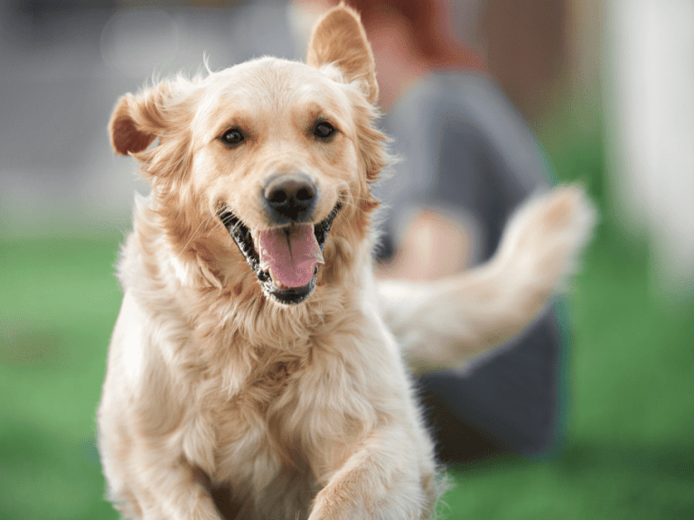 5 Best Joint Supplement For Golden Retrievers (2024)