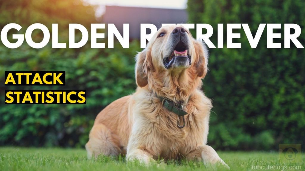 Golden Retriever Attack Statistics (2024) Too Cute Dogs