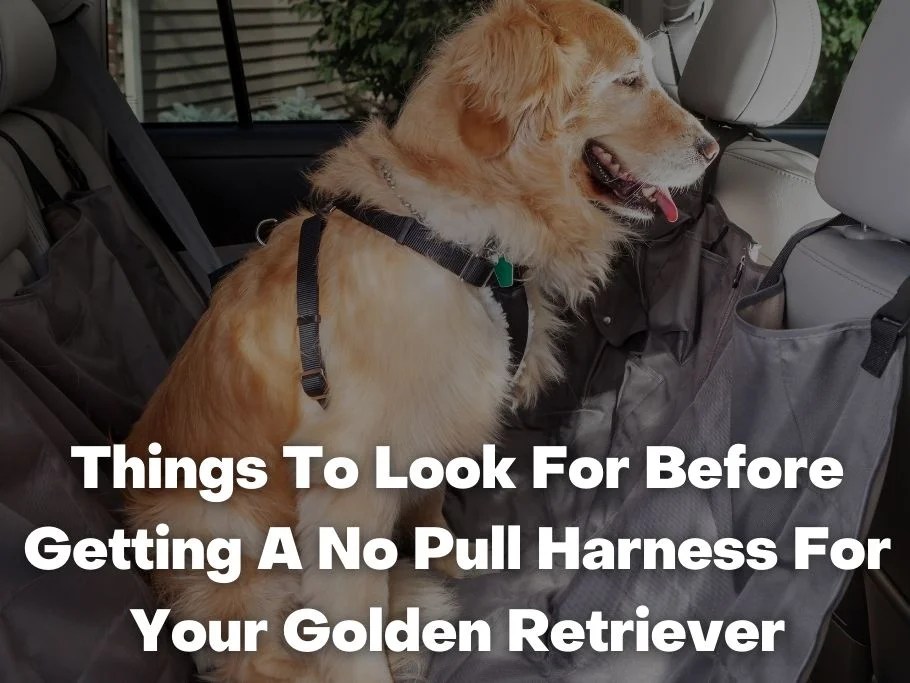 5 Best No Pull Harness For Golden Retriever (2024)