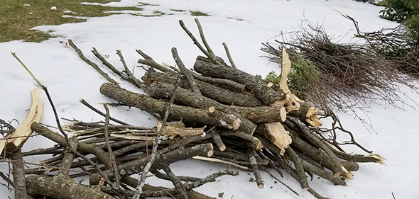 Your GoTo Tree Branch Pruning or Cleanup Tools?