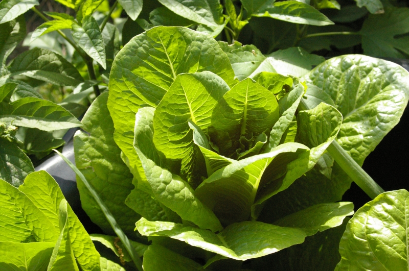 Cut and come again Lettuce, use it or lose it! « Toolmaking Art