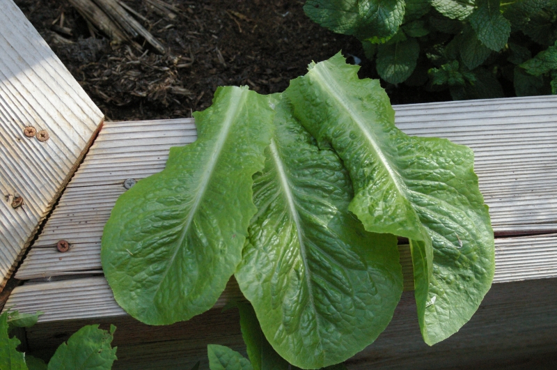 Cut and come again Lettuce, use it or lose it! « Toolmaking Art